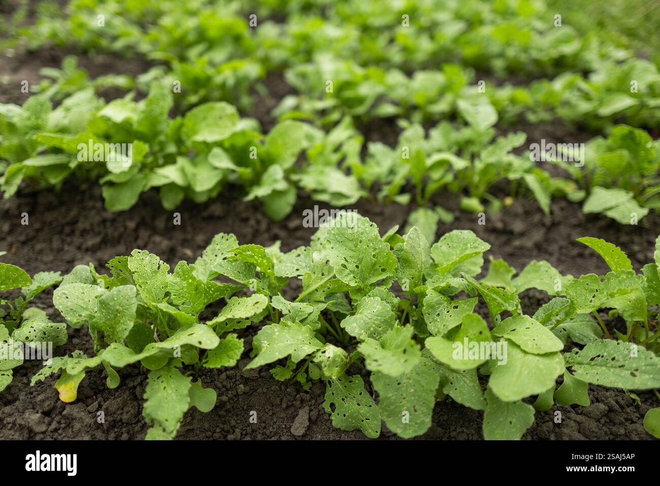 radish plants growing in the greenhouse, radish cultivation Stock Photo ...