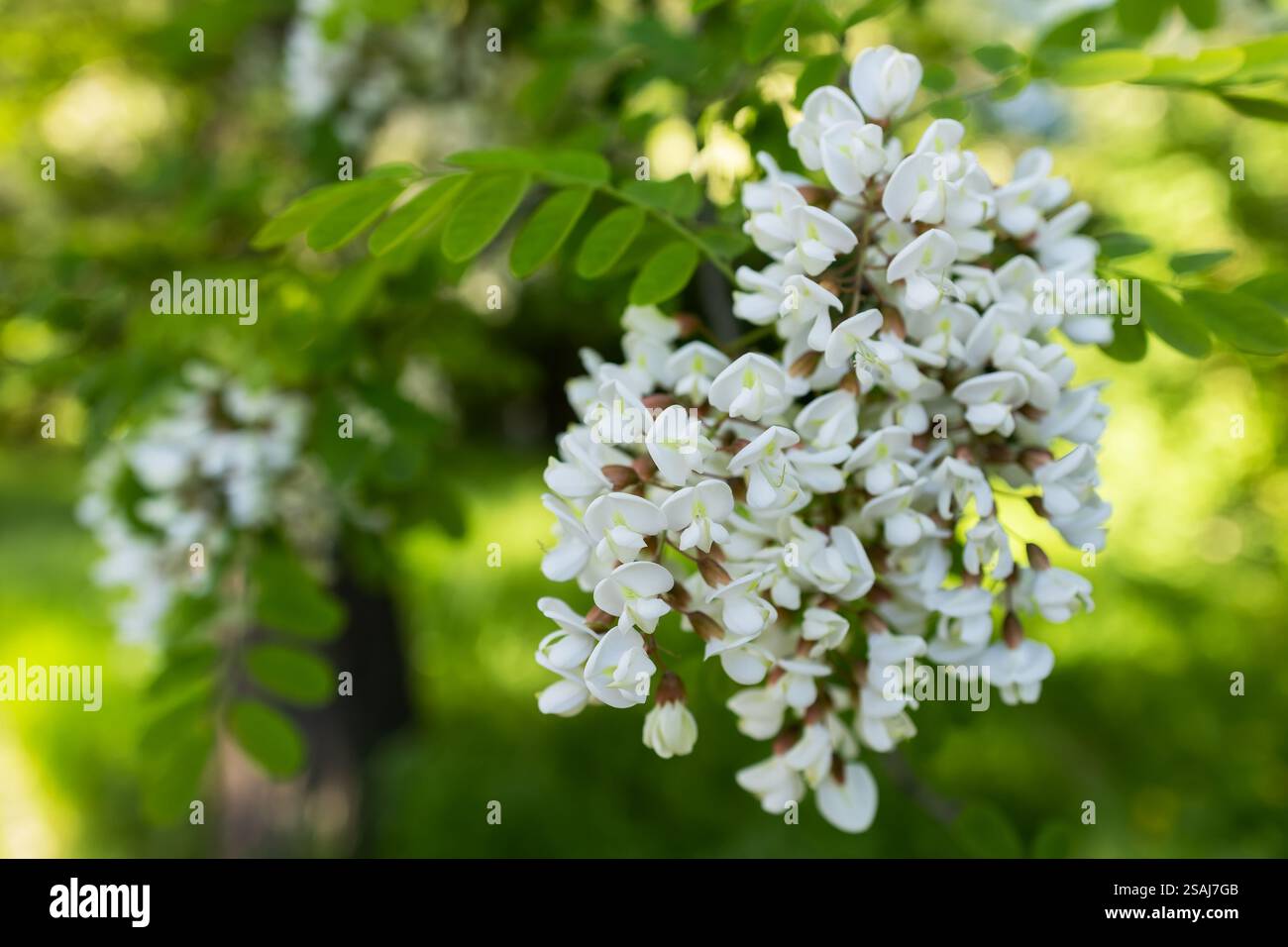 Acacia tree blooming in the spring. Flowers branch with a green ...
