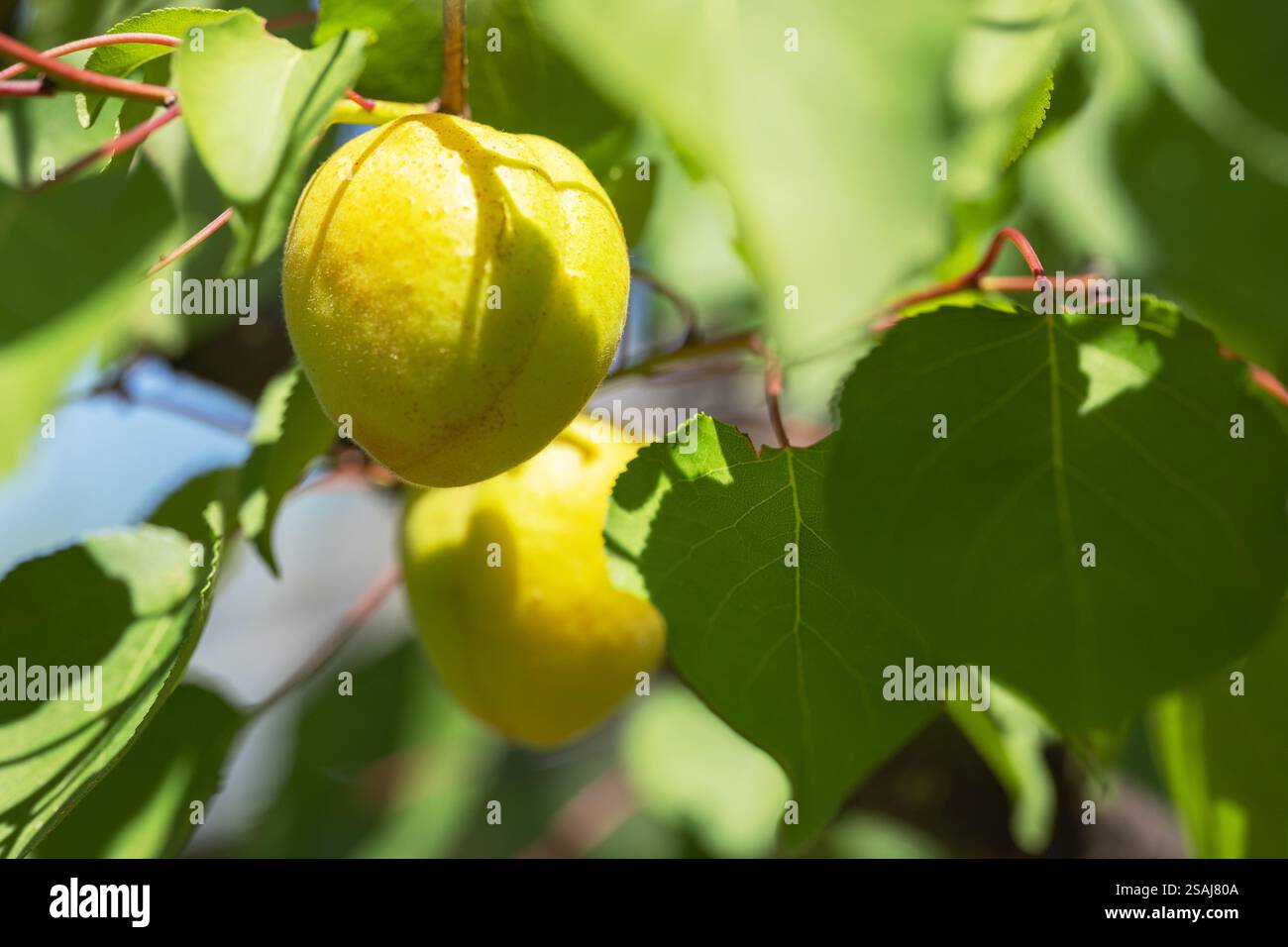 Ripe fresh apricots on branches hi-res stock photography and images - Alamy