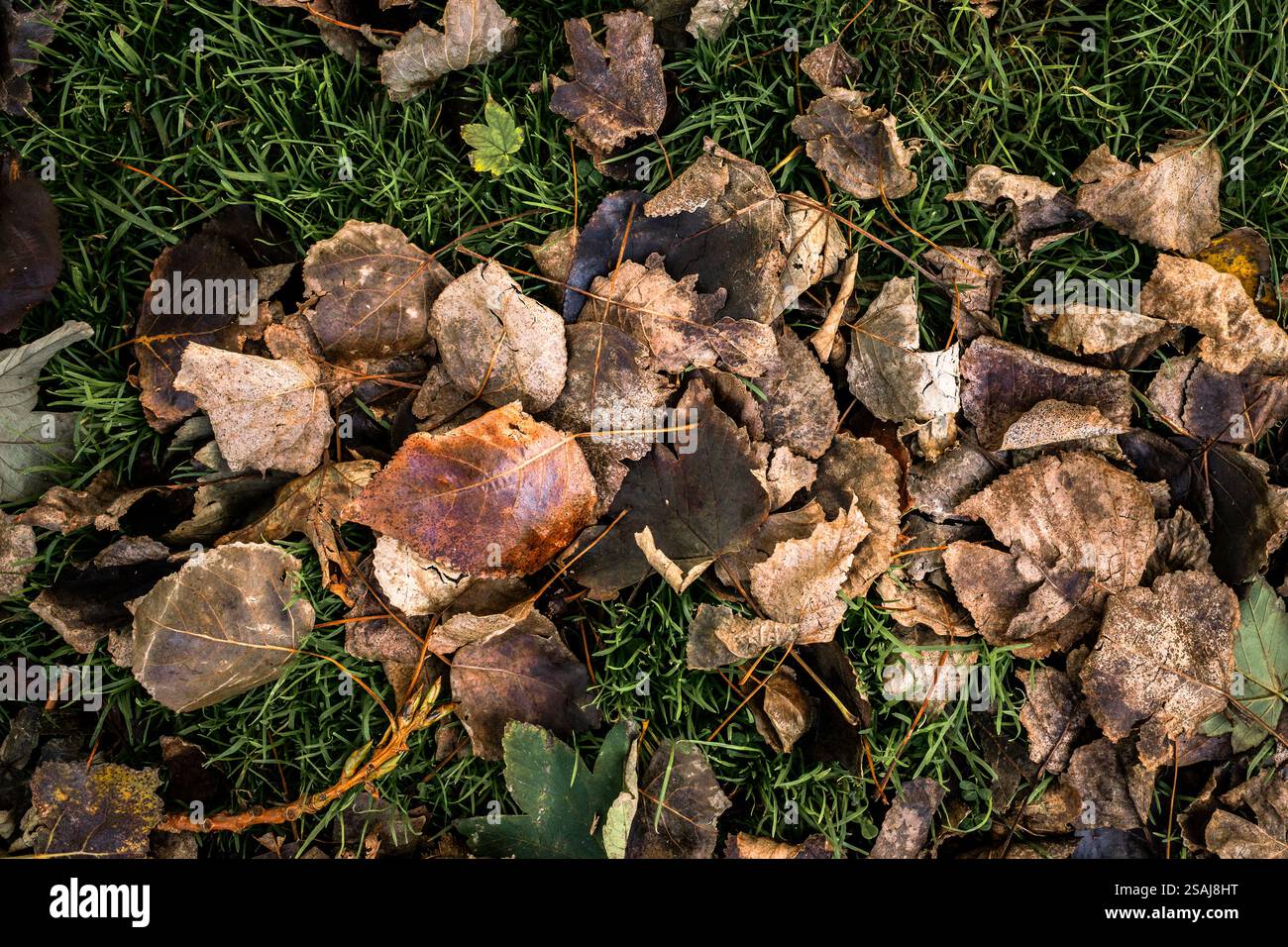 Fallen leaves lying on grass in a garden in the UK Stock Photo - Alamy