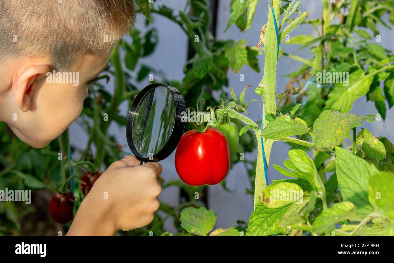 Curious Boy Examining Tomatoes in the Garden Stock Photo - Alamy