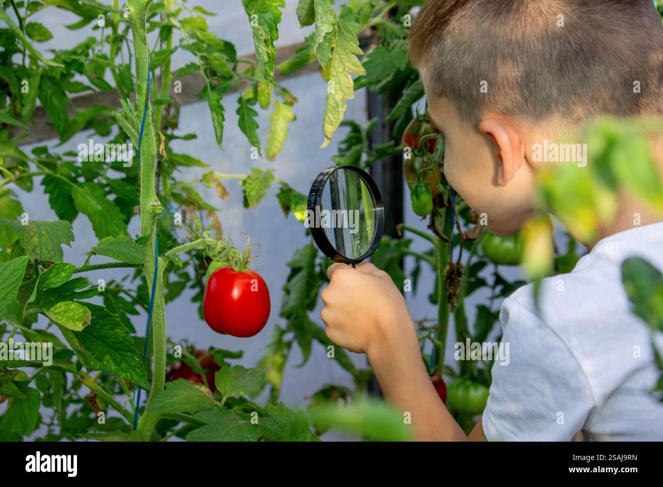 Curious Boy Examining Tomatoes in the Garden Stock Photo - Alamy
