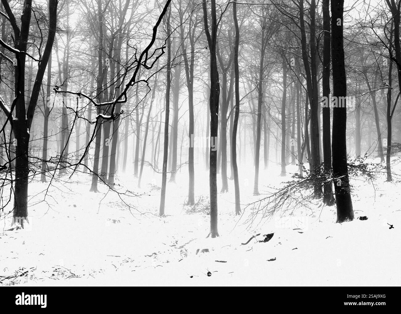 Black and White Picture of a Winter Forest Like a Chiaroscuro Drawing ...