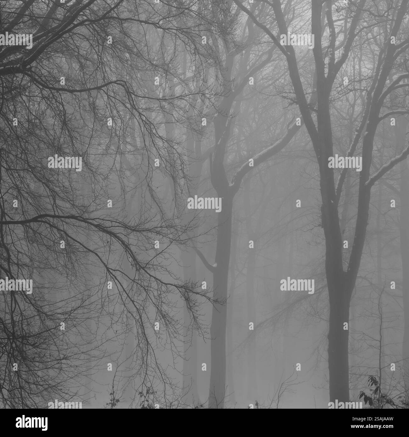 Dark forest winter Black and White Stock Photos & Images - Alamy