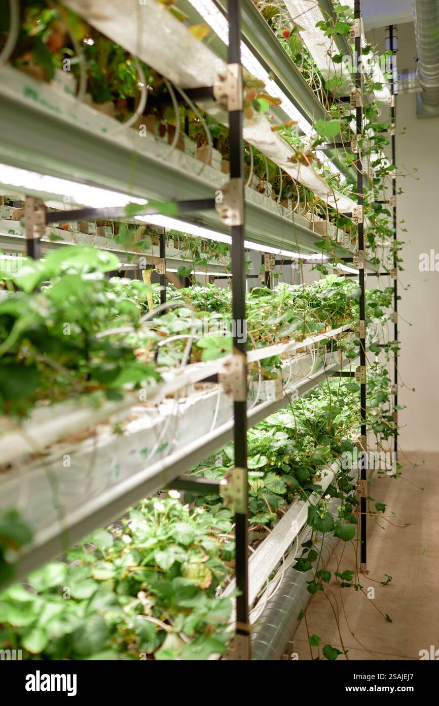 Hydroponic farm with vibrant green plants growing vertically using ...