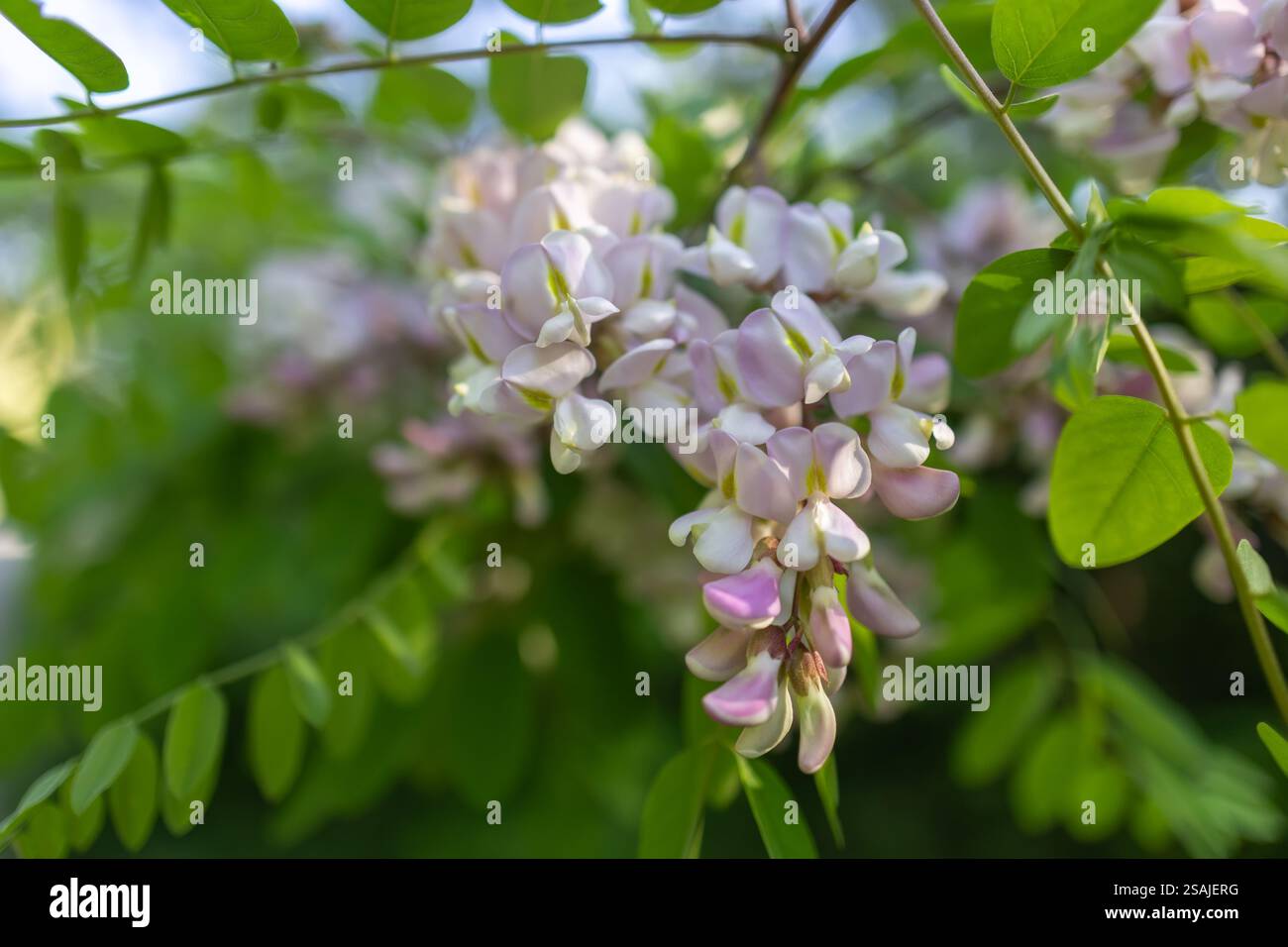 Pink Acacia tree blooming in the spring. Flowers branch with a green ...