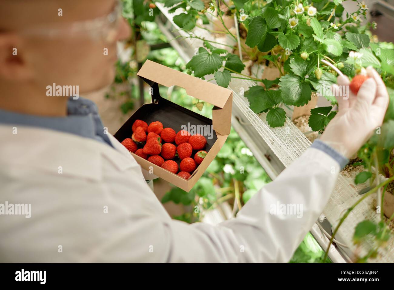 Person harvesting strawberries in greenhouse with focus on raised beds ...