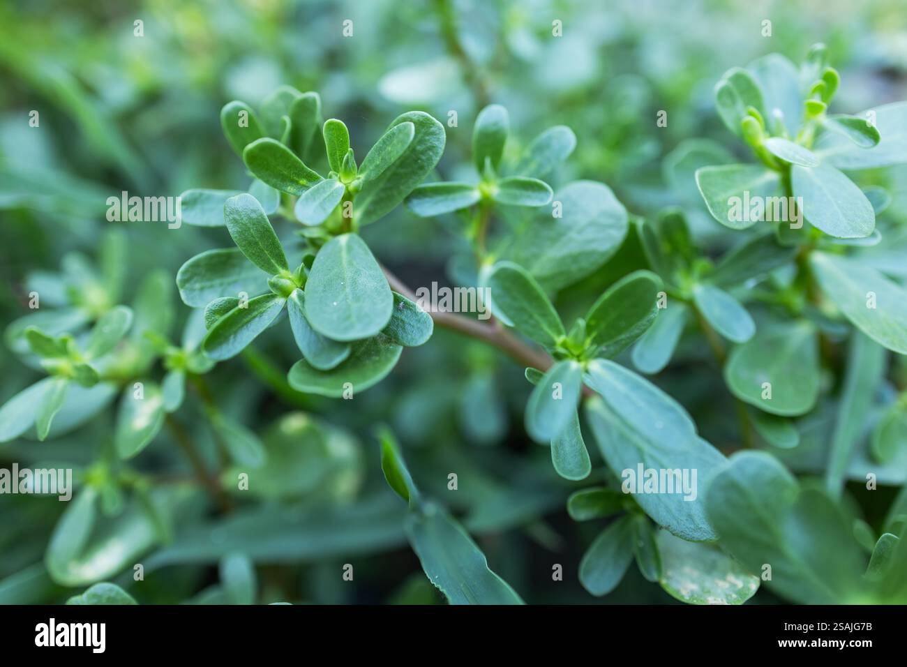 purslane-portulaca-oleracea-close-up-in-sunny-outdoor-stock-photo-alamy