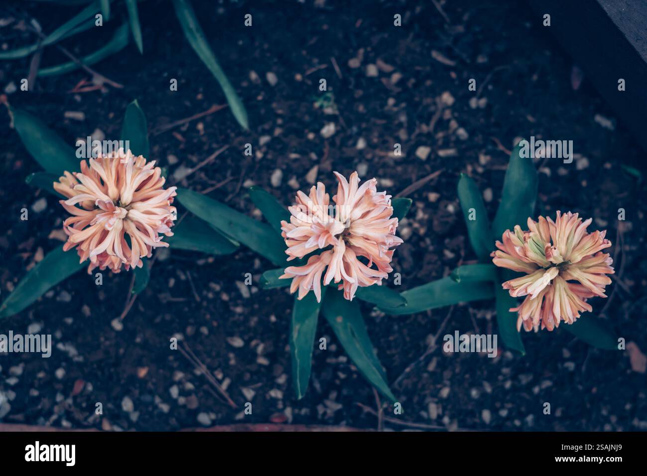 hyacinth spring flowers in spring garden Stock Photo - Alamy
