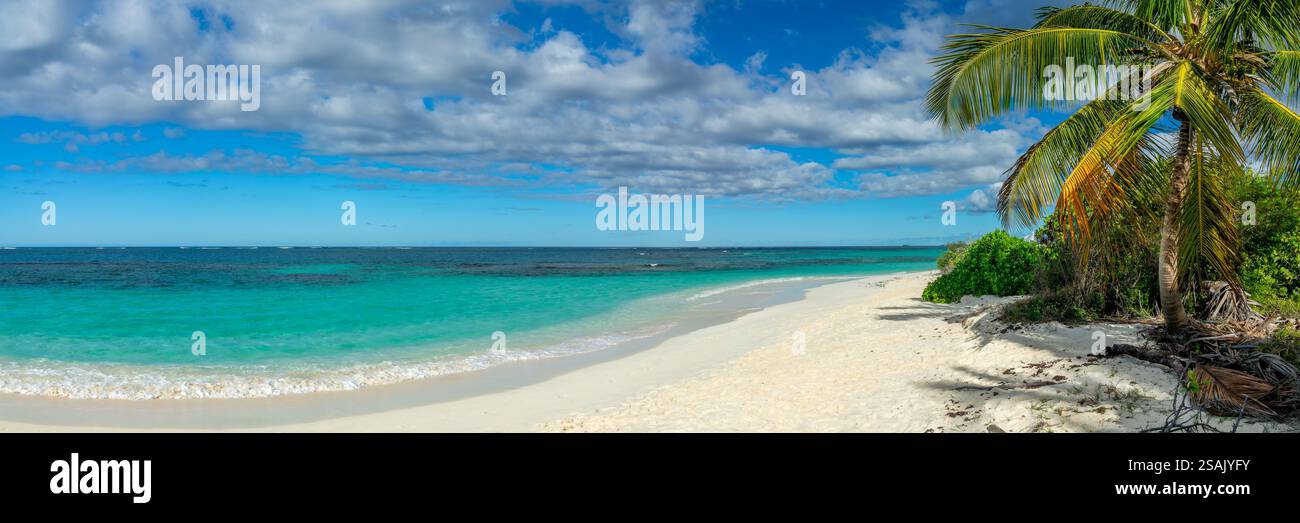 Palm tree in Shoal Bay beach, Caribbean dream landscape in Anguilla ...