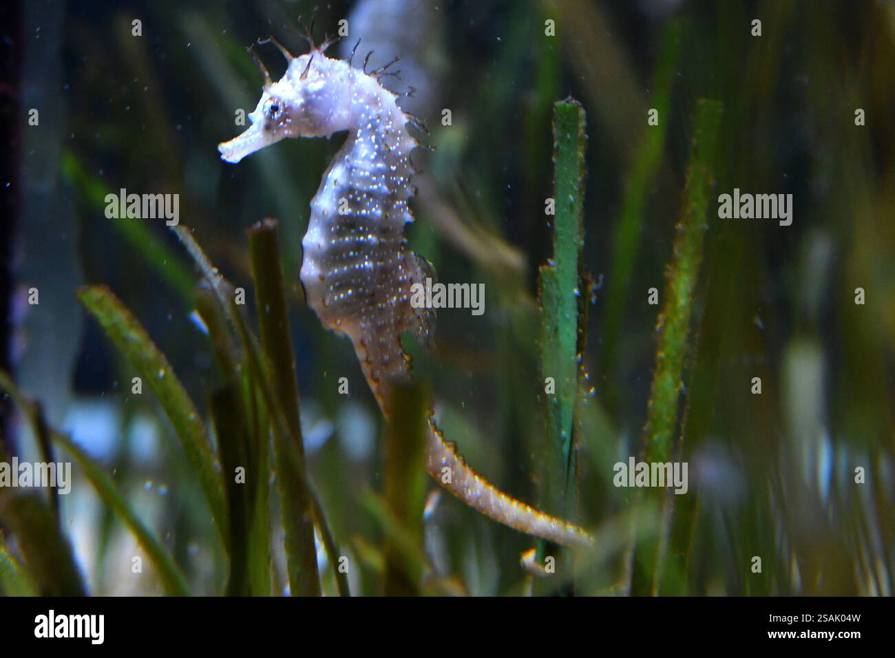 Seahorse Murano Glass Cavalluccio Marino Made in Venice by