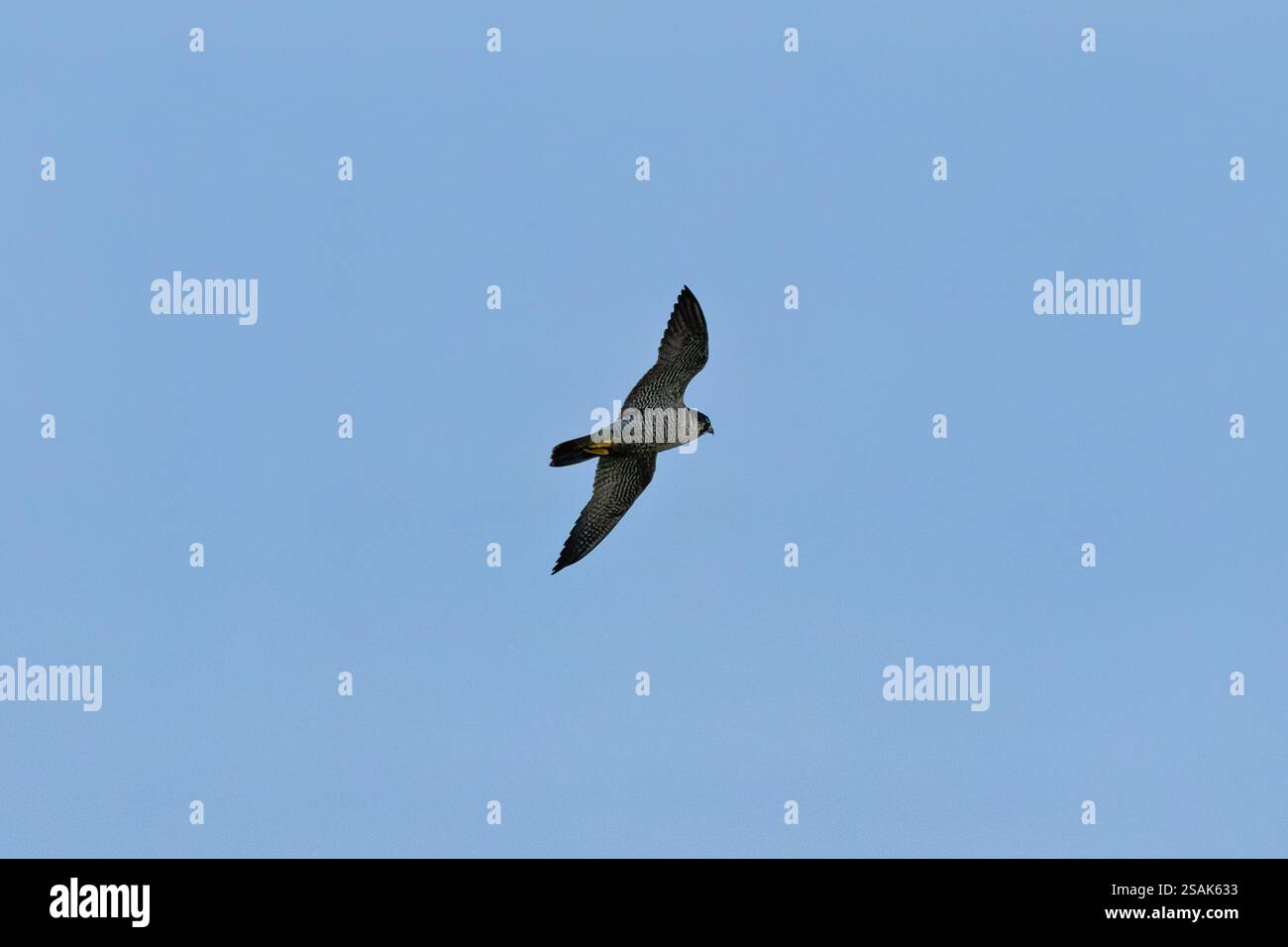 The Peregrine Falcon, a fast-flying bird of prey, hunts pigeons and small birds. This one was spotted at Baldoyle Racecourse, Dublin, where it scans o Stock Photo