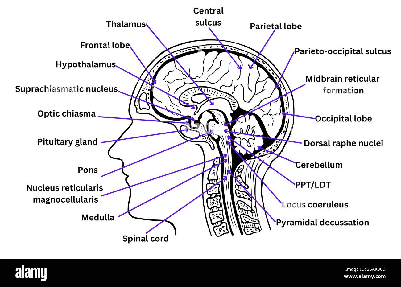 Detailed Medical Illustration Of The Human Brain Anatomy Labeled 