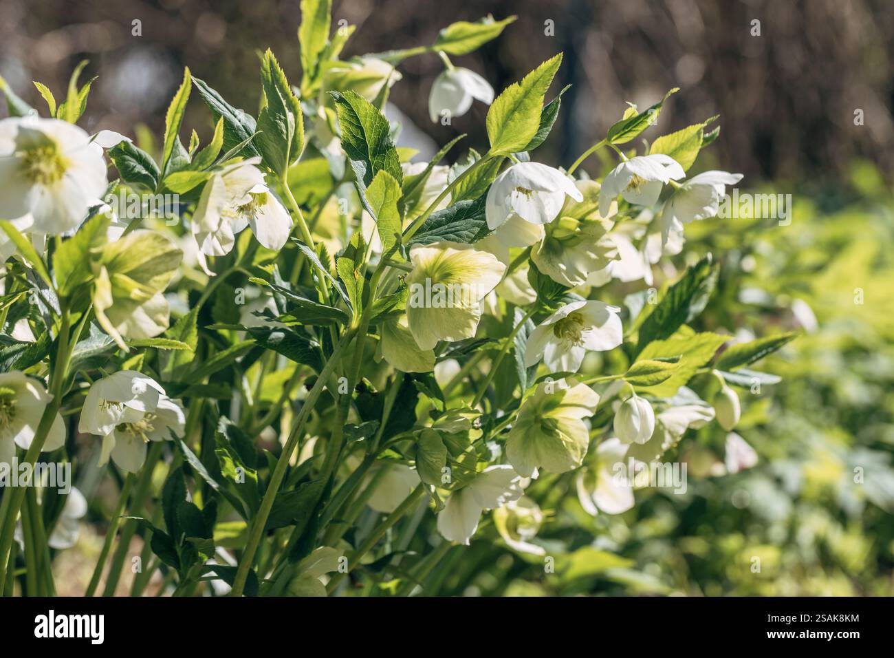 Helleborus Orientalis Pretty Ellen White In Garden Stock Photo Alamy helleborus-orientalis-pretty-ellen-white-in-garden-stock-photo-alamy