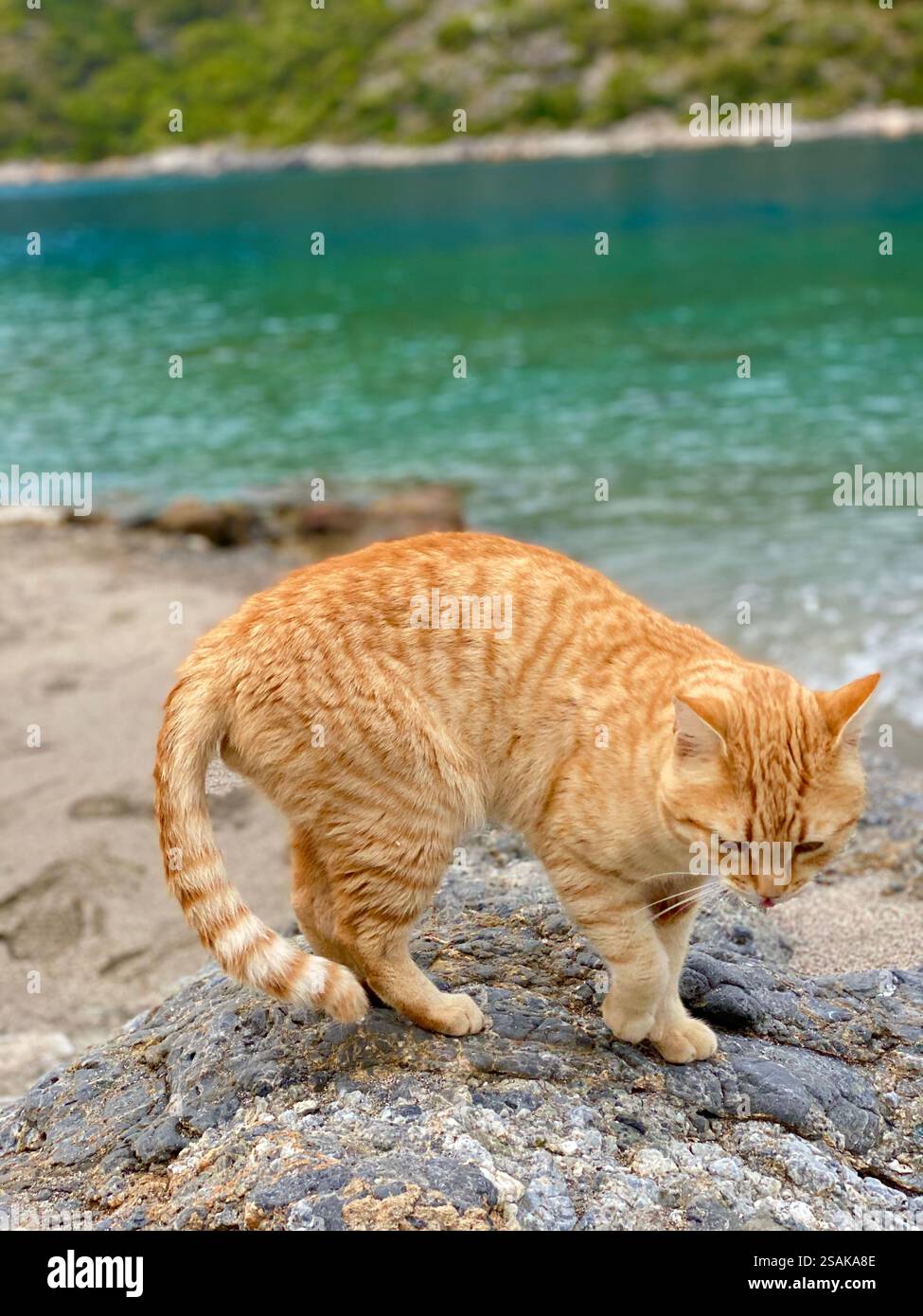 Orange cat exploring the coast of the beautiful blue Turkish waters - Smartphone Captured Stock Image