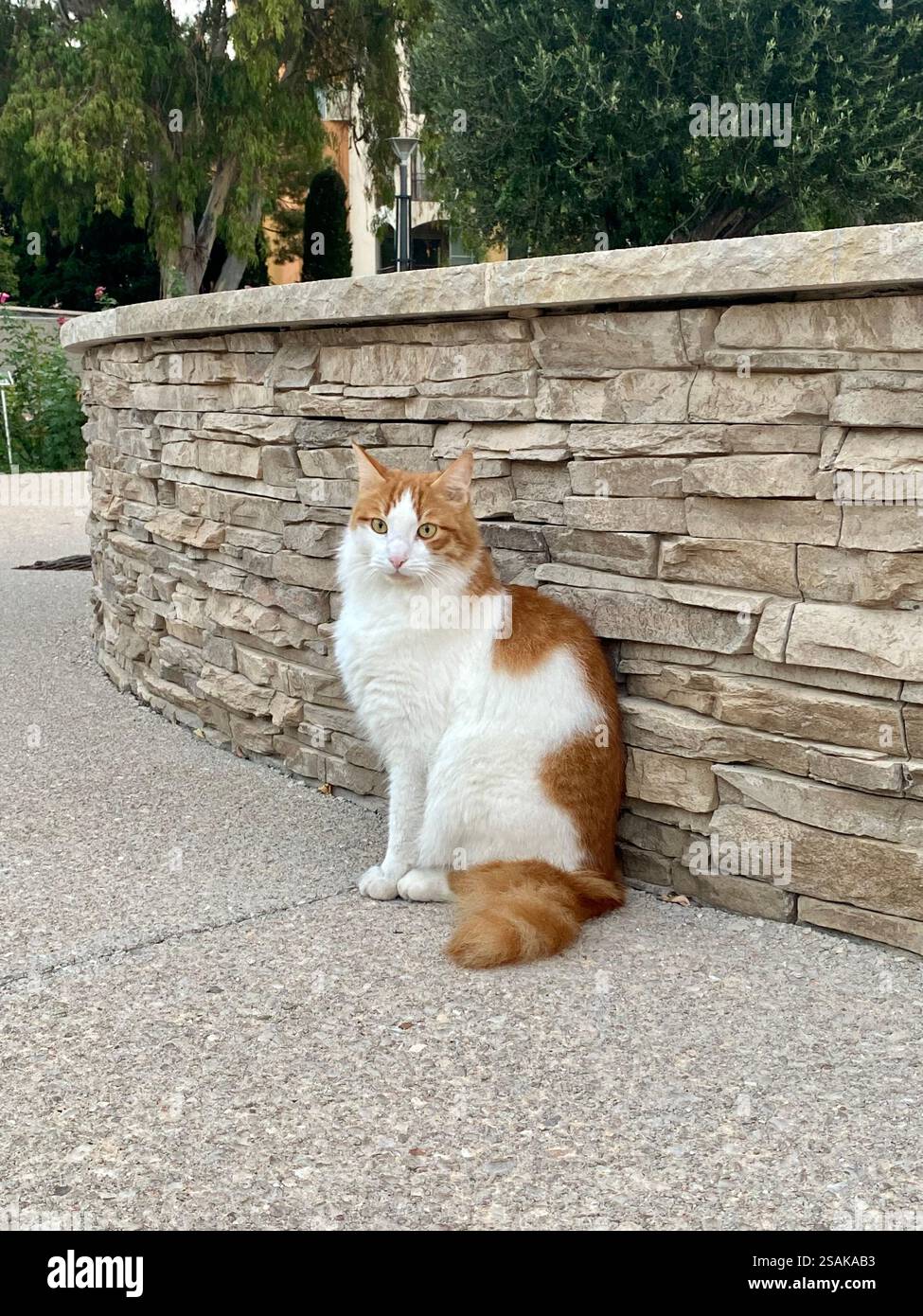 pet photography - Smartphone Captured Stock Image