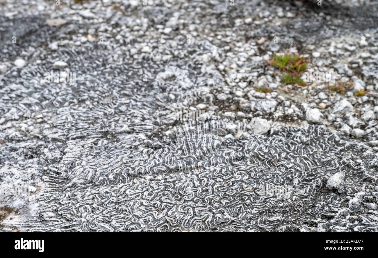 Corral at the Windley Key Fossil Reef Geological State Park in ...