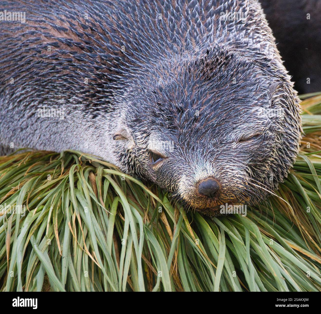 A fur seal sleeps on a grassy hummock, making the effort to view what is going on which just one eye. Taken at Peggotty Bluff, South Georgia Stock Photo