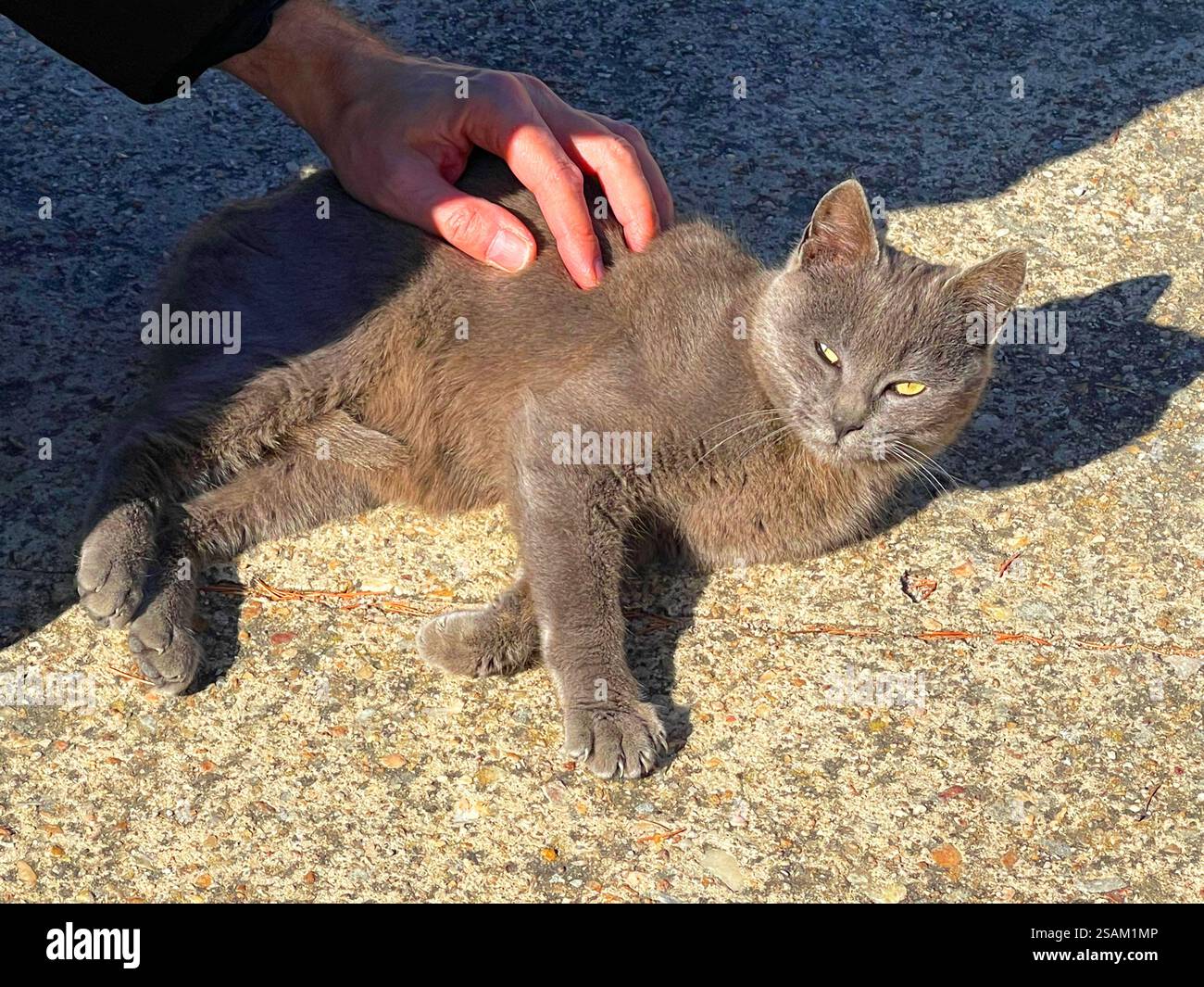 Stroking a gray cat. - Smartphone Captured Stock Image