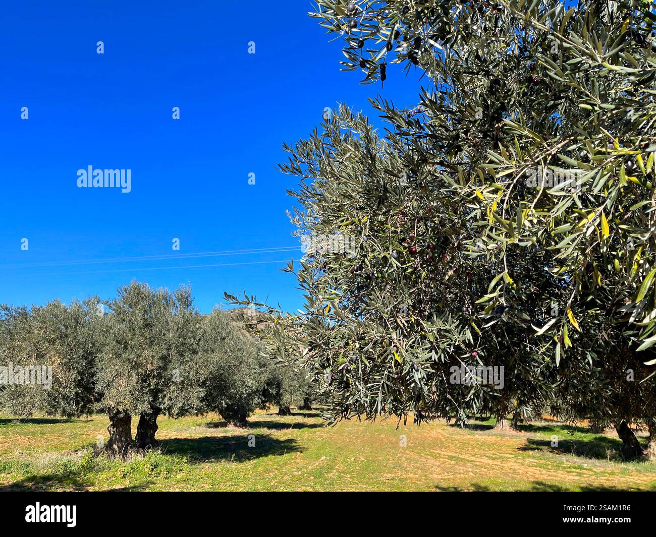 Olive grove. Ciudad Real province, Castilla La Mancha, Spain. - Smartphone Captured Stock Image