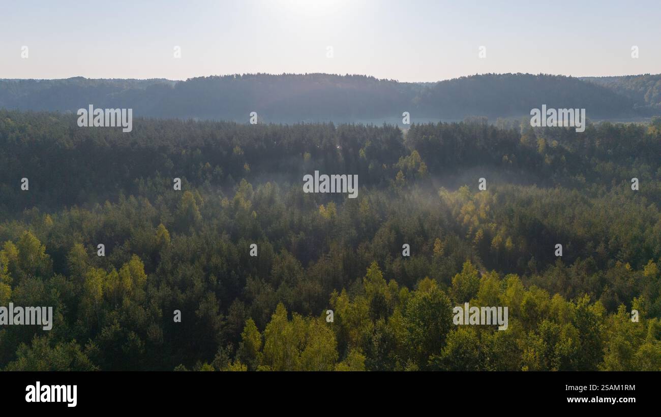 Aerial view of a dense forest with sunlight filtering through the trees ...