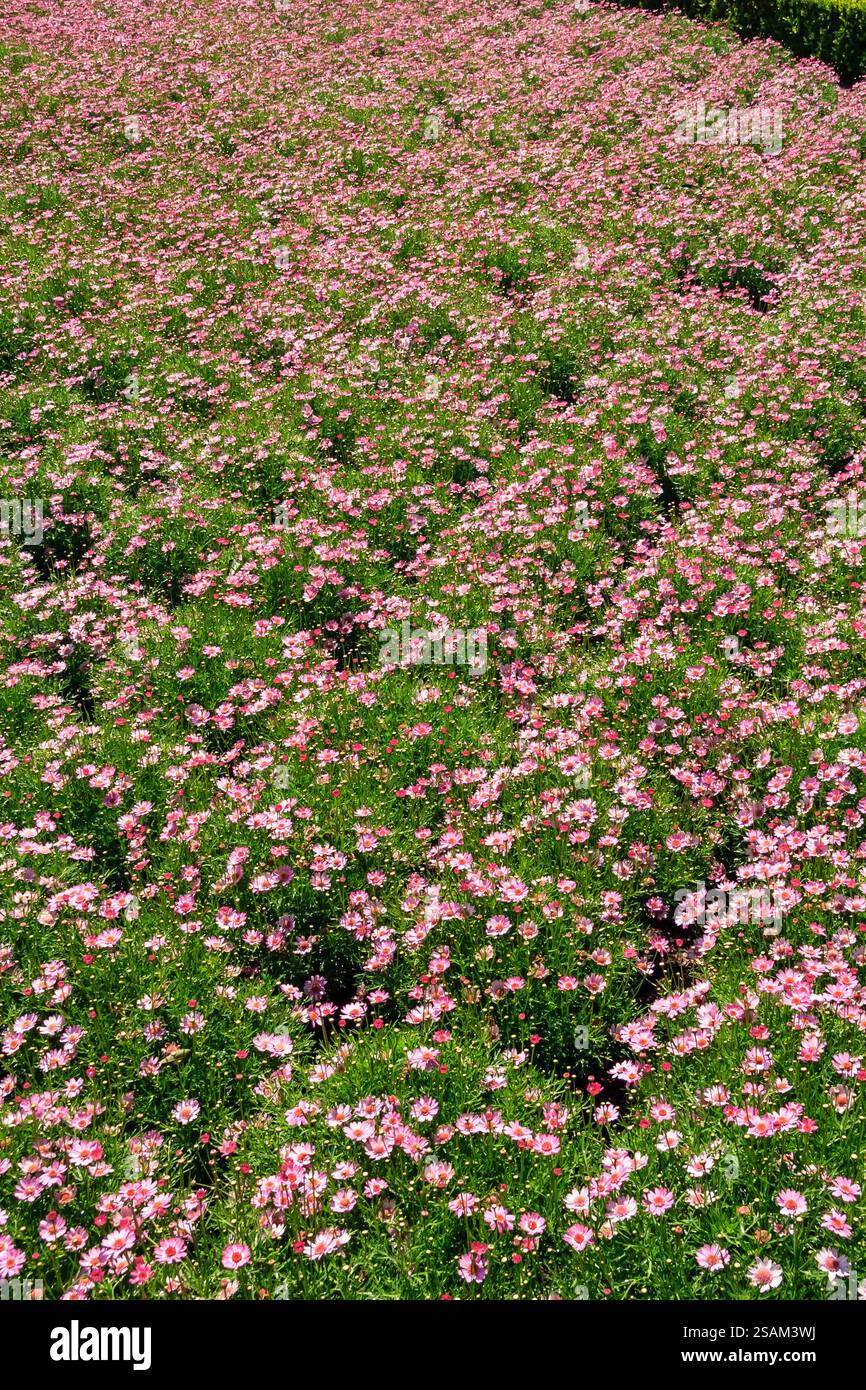 Meadow full of pink flowers hi-res stock photography and images - Alamy
