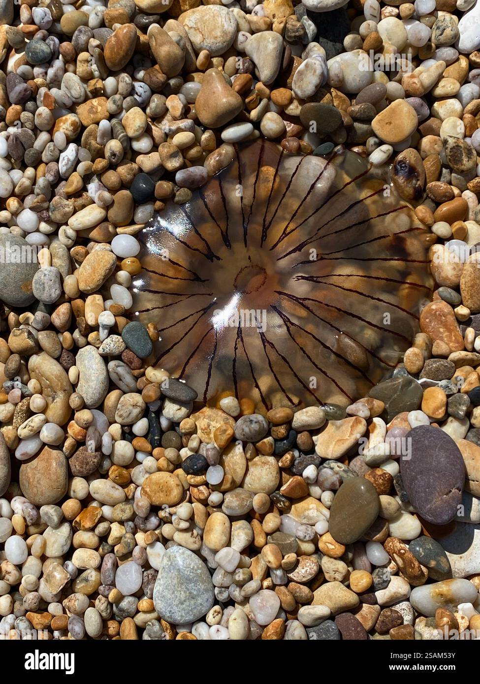 Compass jellyfish (Chrysaora hysoscella) on pebble beach at Slapton Sands, Devon, UK - Smartphone Captured Stock Image