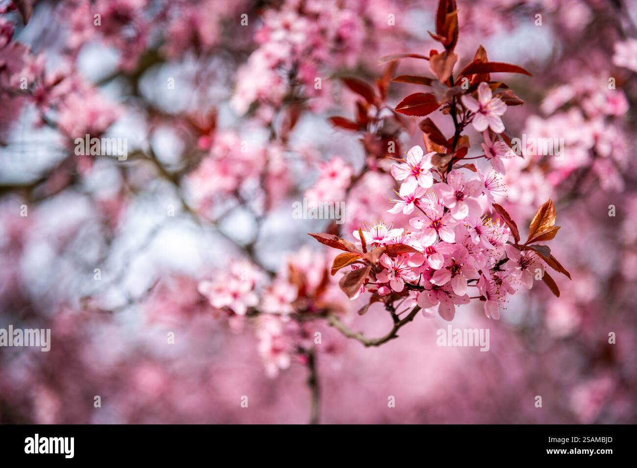 Cherry blossom sakura tree in hi-res stock photography and images - Alamy