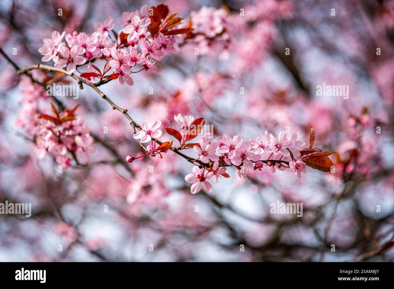Spring cherry blossom flower hi-res stock photography and images - Alamy