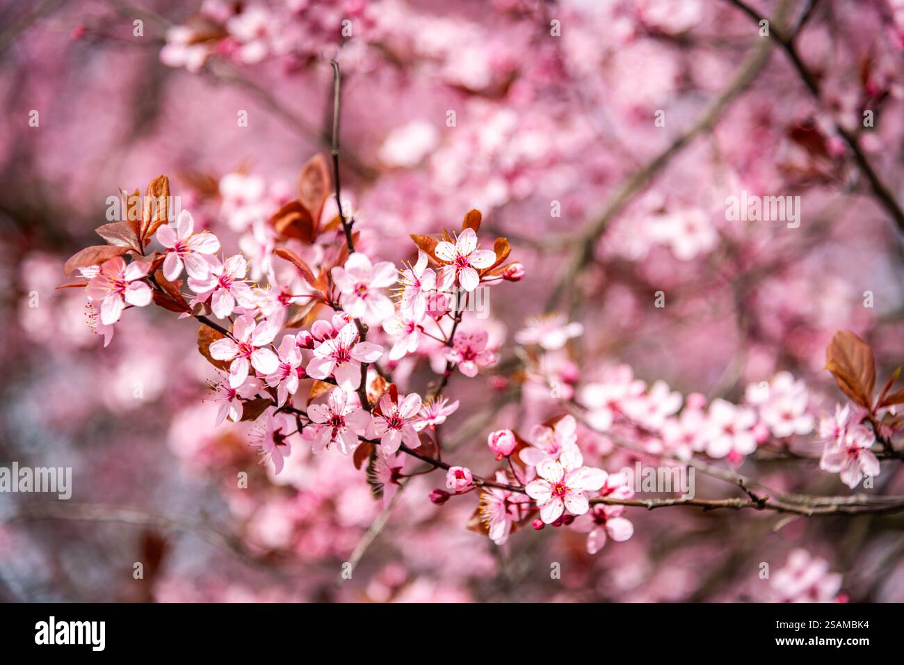 Cherry blossom landscapes hi-res stock photography and images - Alamy