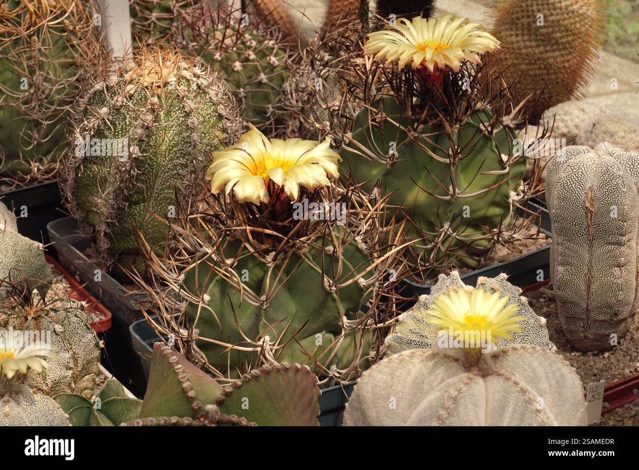a combination of massive rough spines with delicate silk flowers in a ...