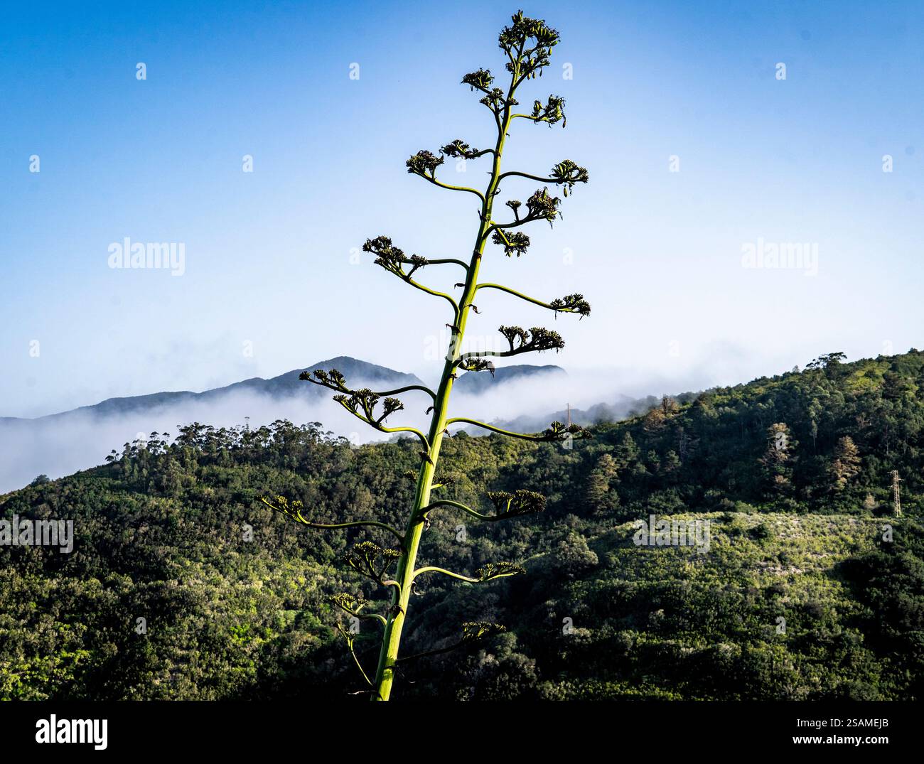 Tall slender stalk hi-res stock photography and images - Alamy