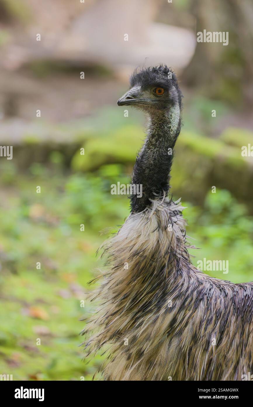 Portrait of an emu, Dromalus novaehollandiae, on a green meadow Stock Photo