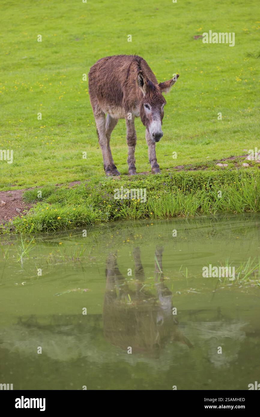 A mixed breed donkey stands grazing in a green meadow at a small pond ...