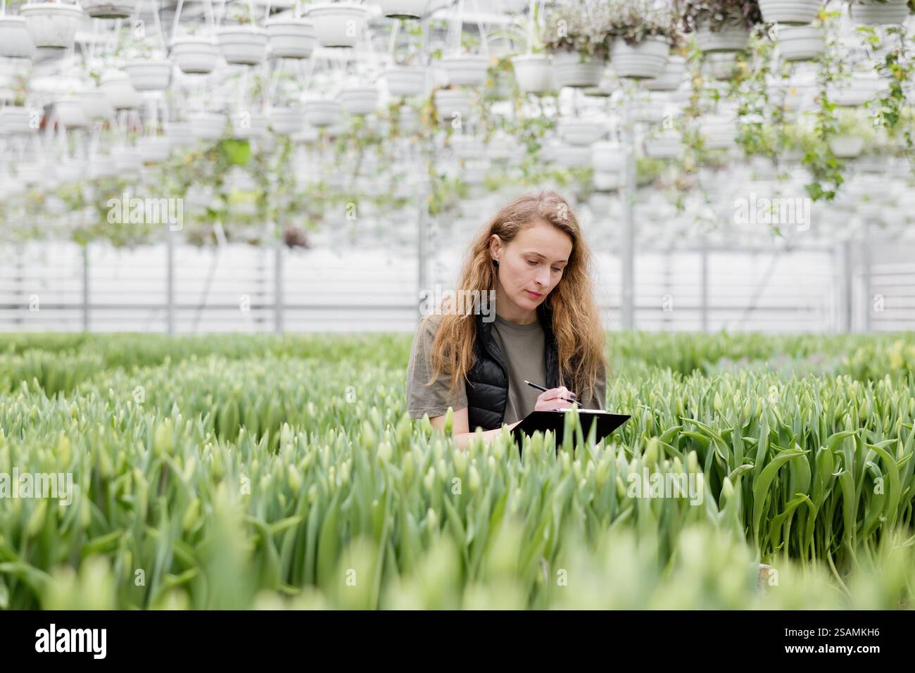A woman stands in a greenhouse with tulips, watches the growth of ...