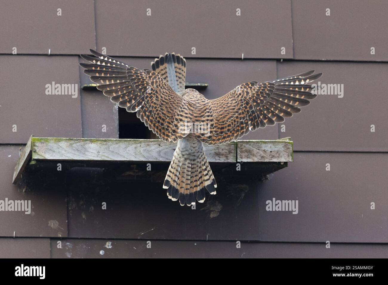 Common Kestrel (Falco tinnunculus), two adult birds, a breeding pair in ...