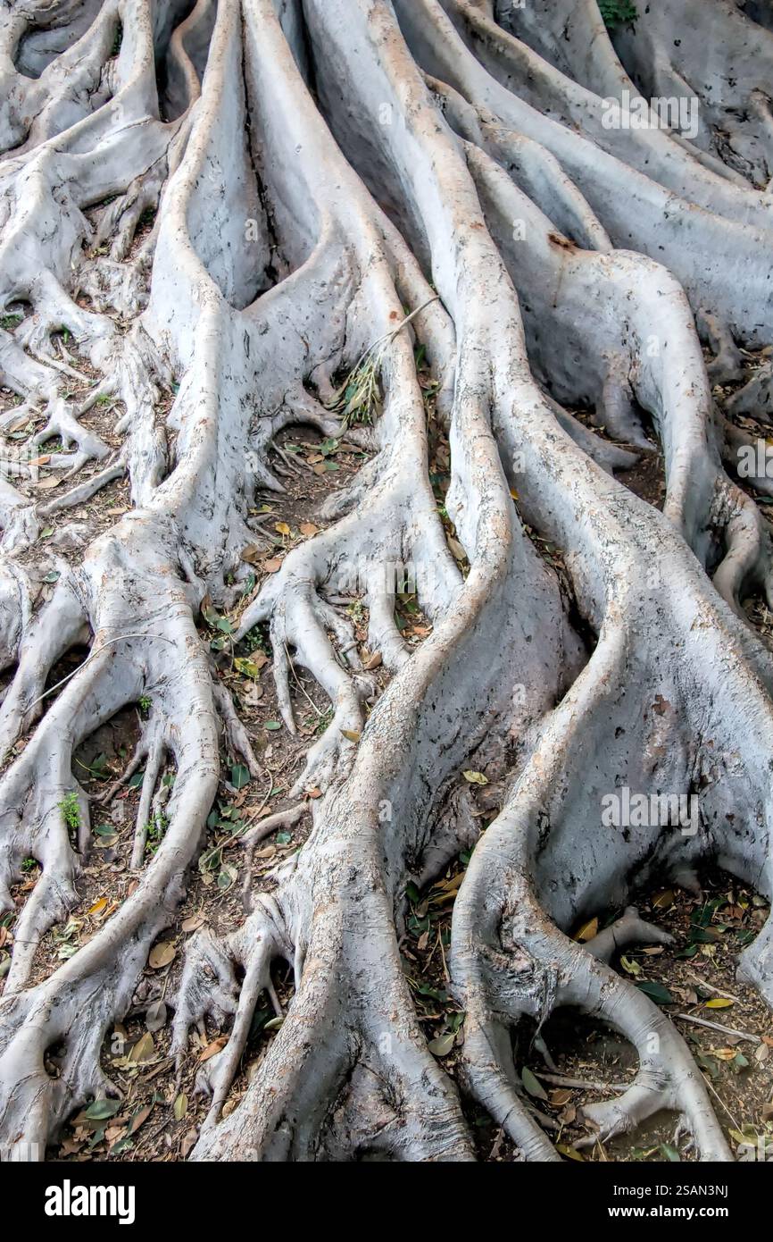 Spreading root system hi-res stock photography and images - Alamy