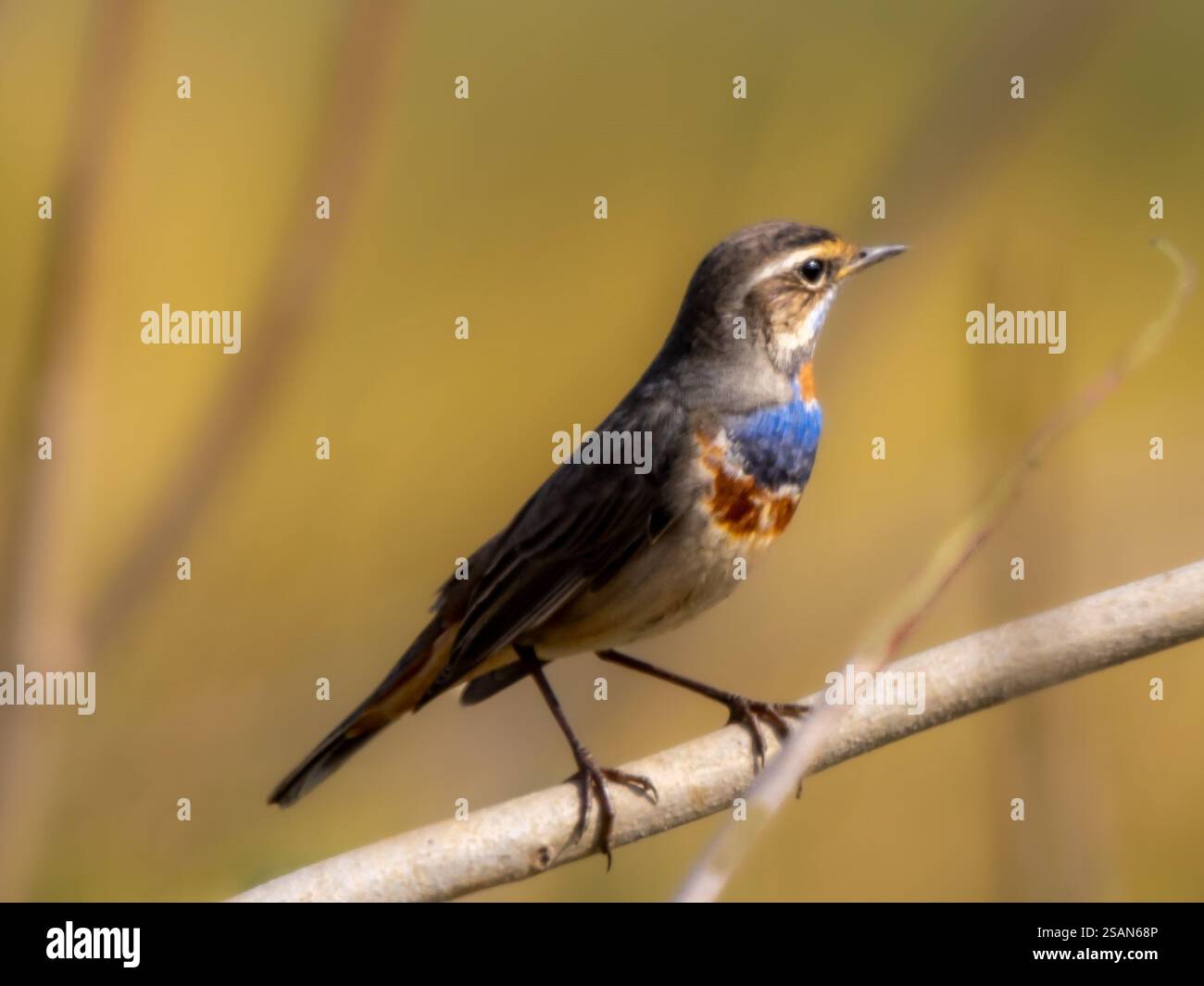 View of Discover the enchanting Blue-throat thriving in its natural habitat ...