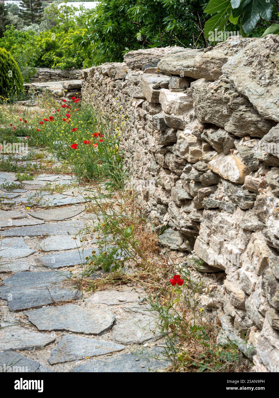 Poppies other weeds growing hi-res stock photography and images - Alamy