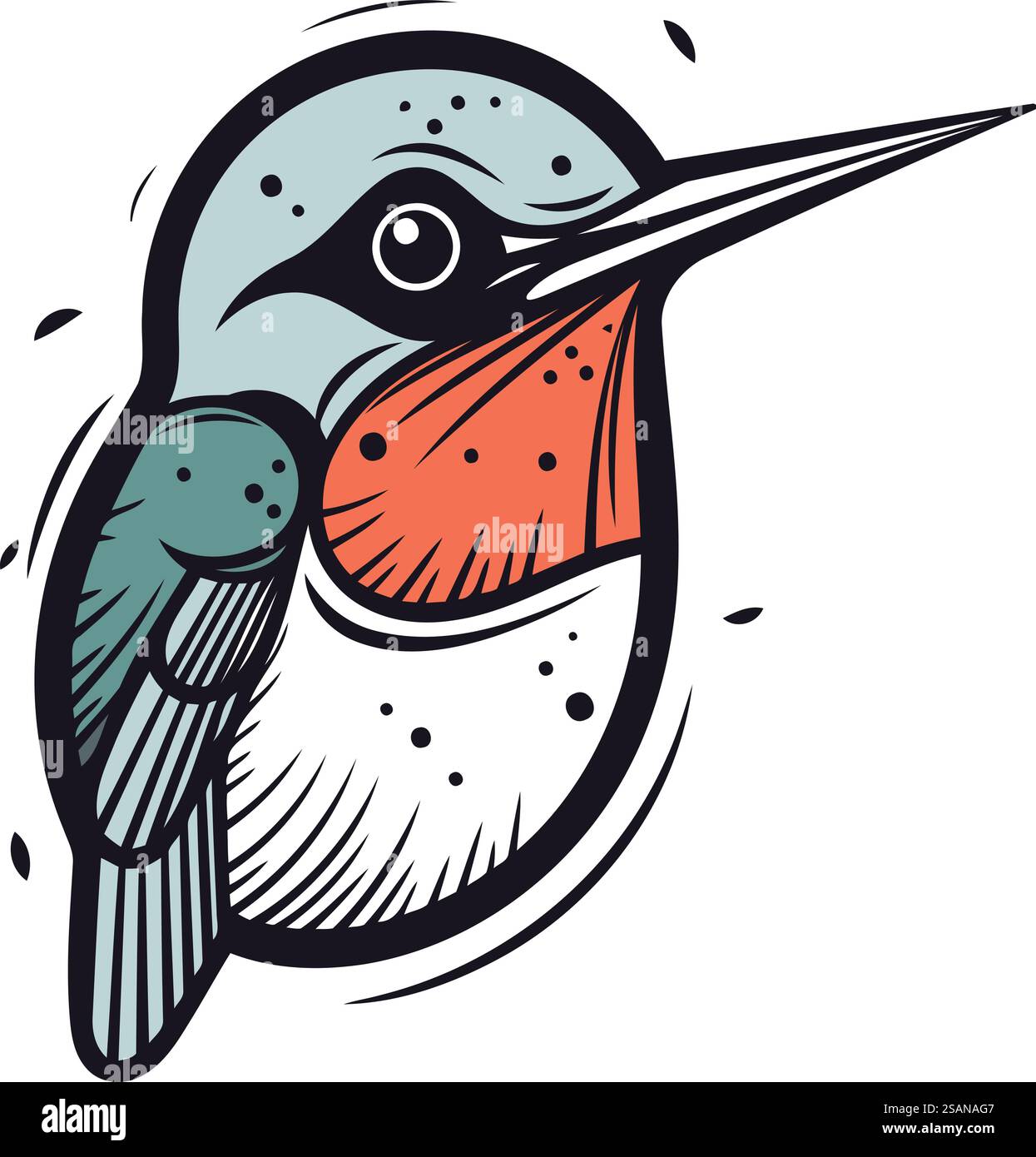 Hand drawn vector illustration of a blue crowned kingfisher Stock ...