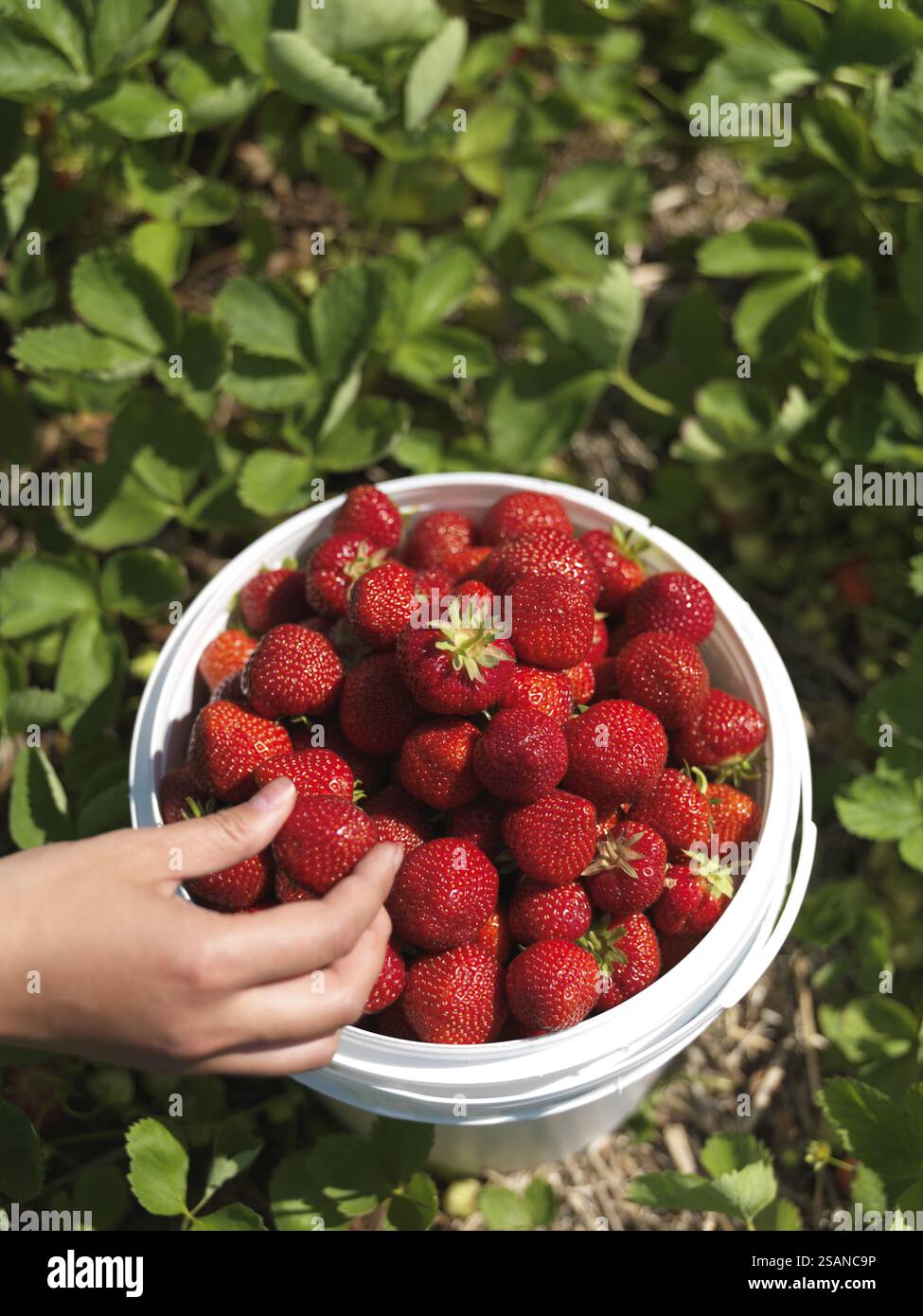 People picking fruits strawberry farm hi-res stock photography and ...