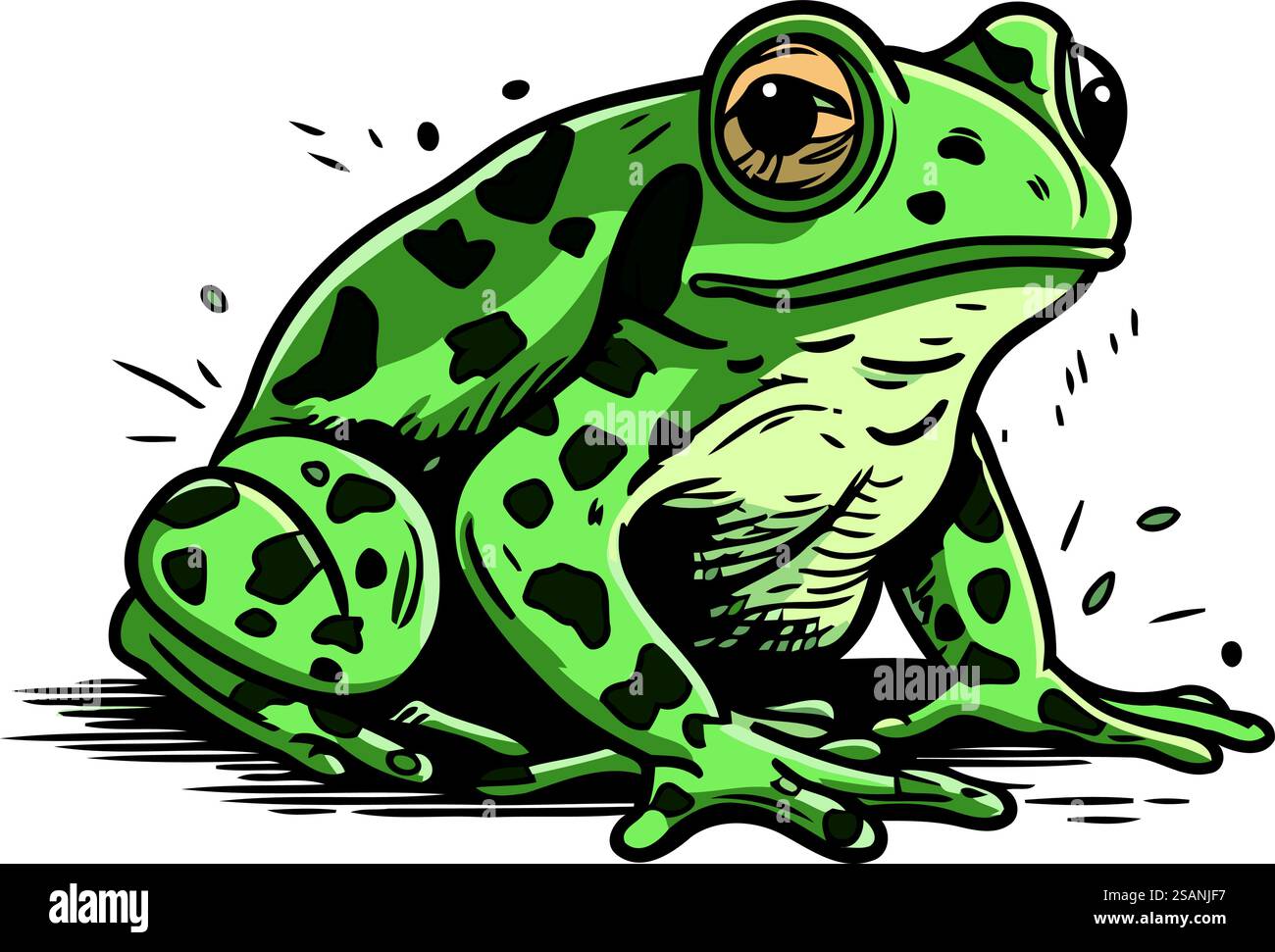 Frog. Vector illustration of a green frog on a white background Stock ...