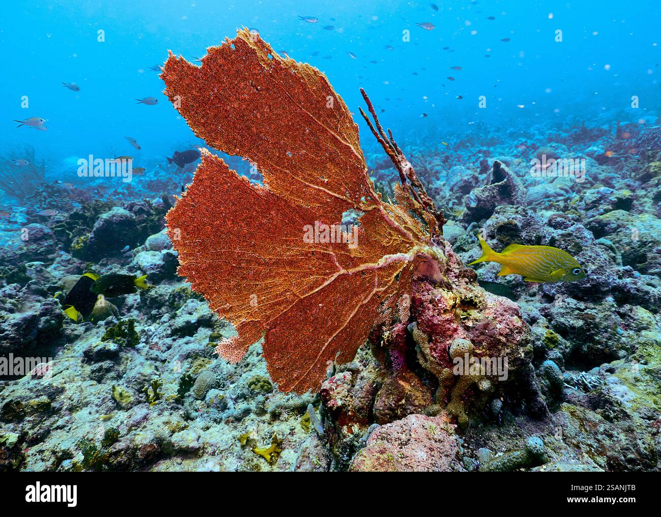 Healthy Coral Reef, Marine protected zone, Granada Caribbean Stock Photo