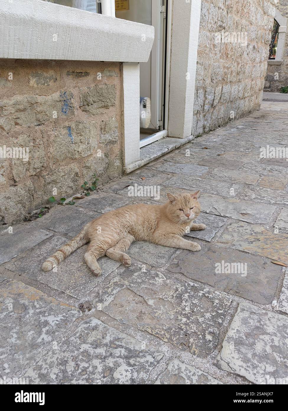 Ginger cat outside enjoying sunny day Stock Photo