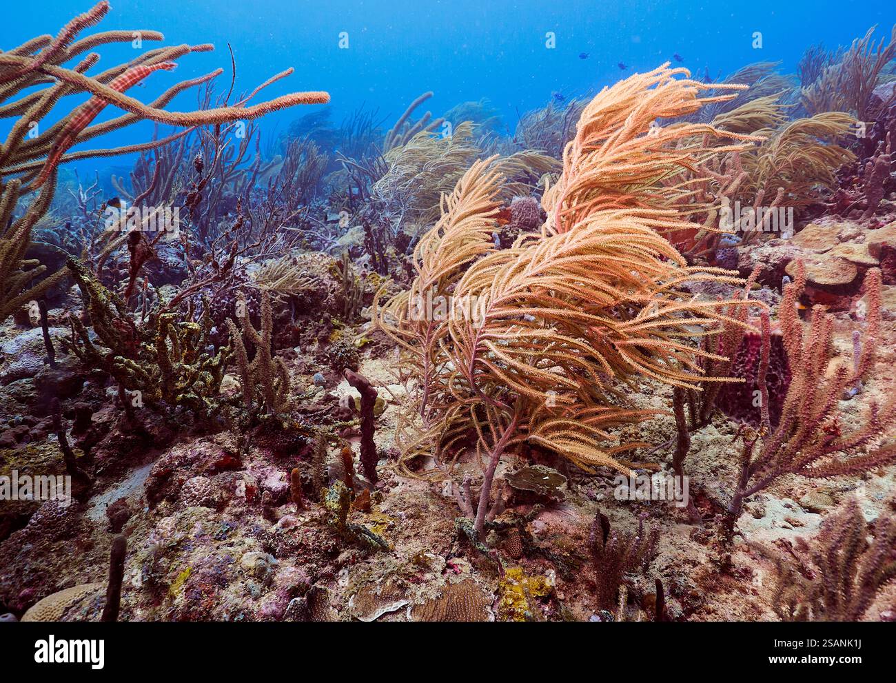 Healthy Coral Reef, Marine protected zone, Granada Caribbean Stock Photo