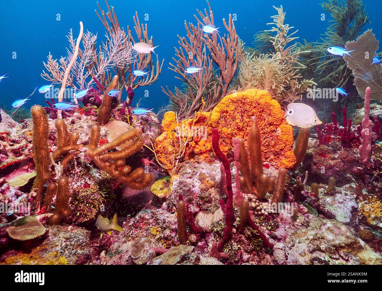 Healthy Coral Reef, Marine protected zone, Granada Caribbean Stock Photo