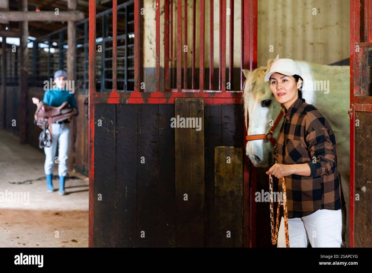 Positive woman leading white horse out of stall in a stable Stock Photo ...