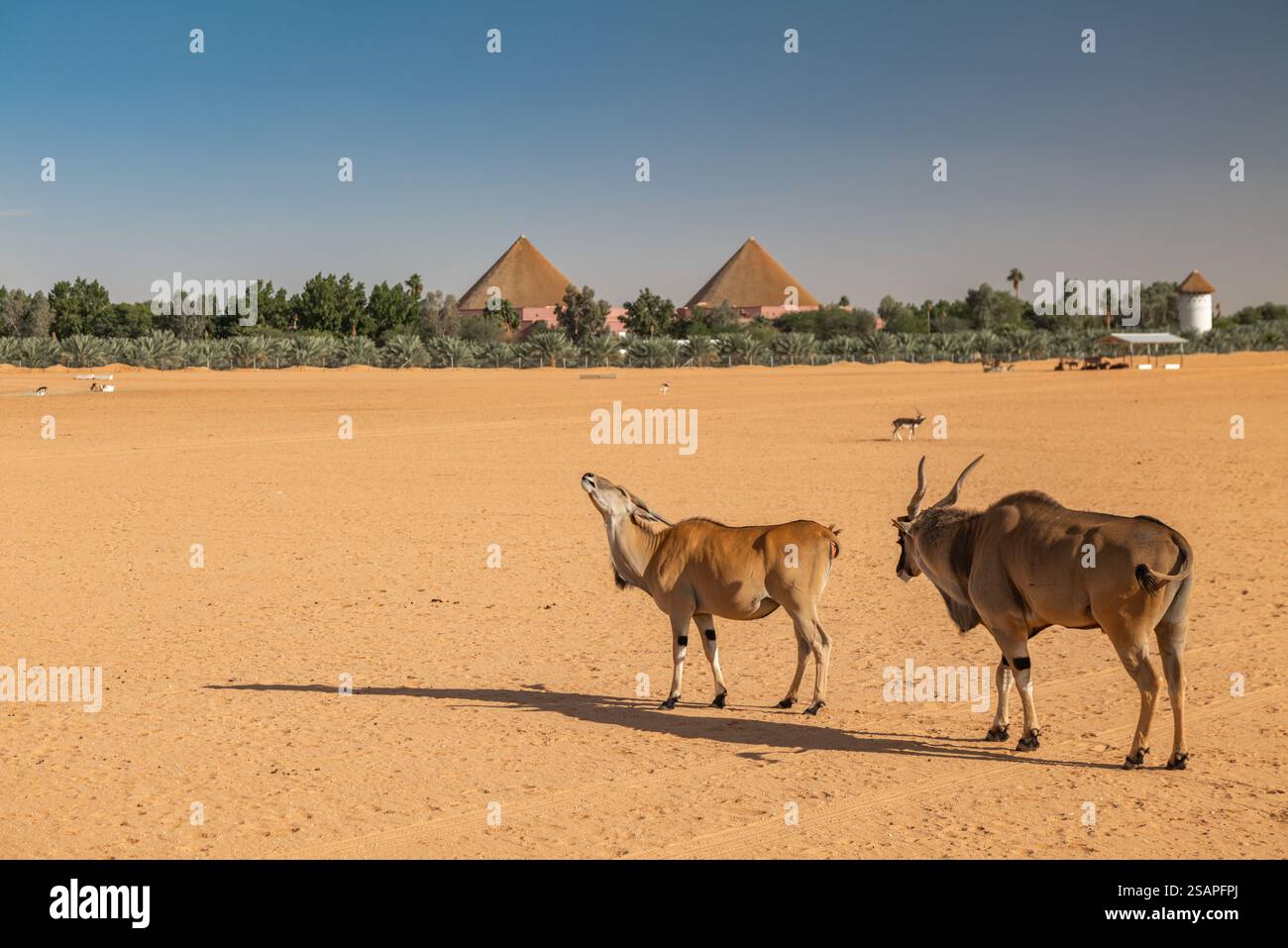 Pair of Elands in a Desert Landscape with Pyramidal Structures. Saudi Arabia. Safari Stock Photo