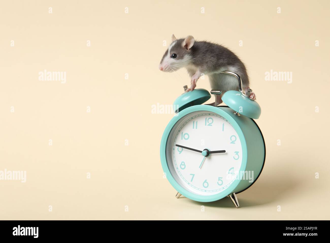 Adorable little rat and alarm clock on beige background, closeup. Space for text Stock Photo