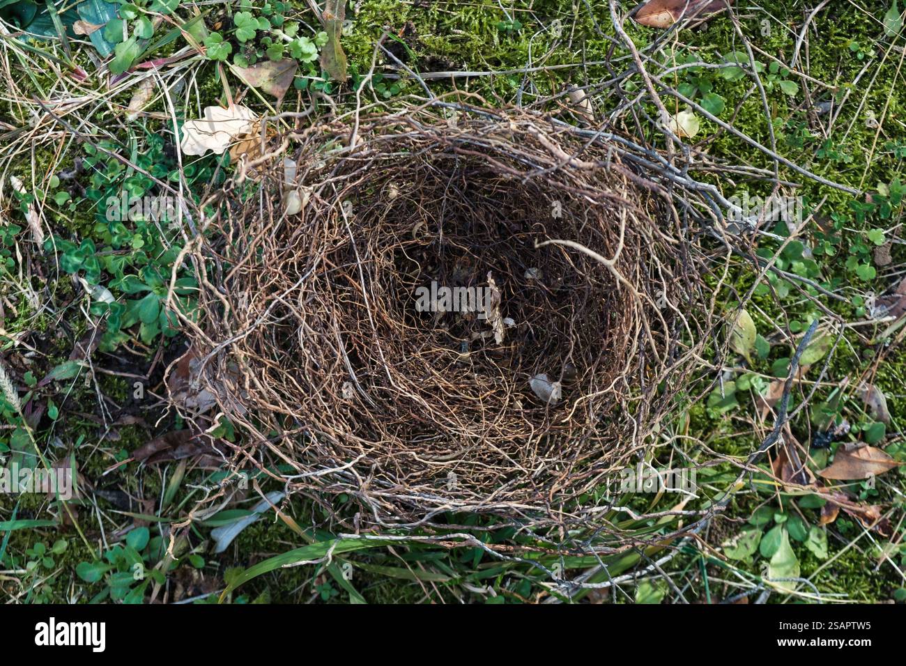 Empty Bird Nest Made of Twigs on the Forest Floor Stock Photo - Alamy